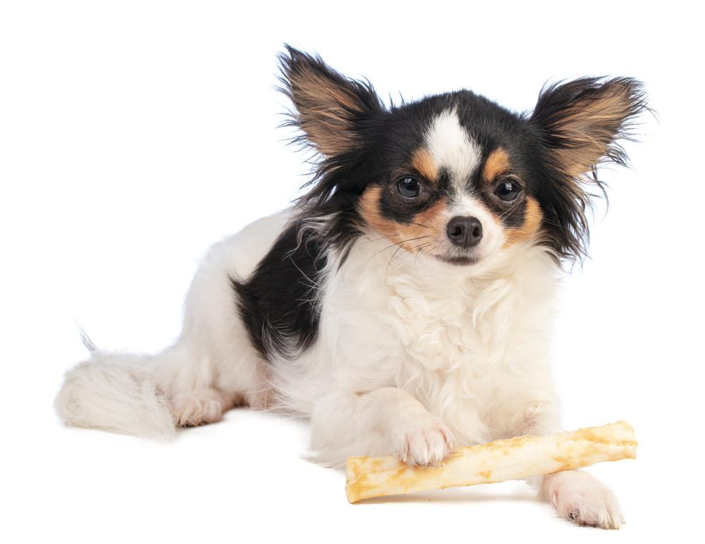 Chihuahua puppy clearance treats