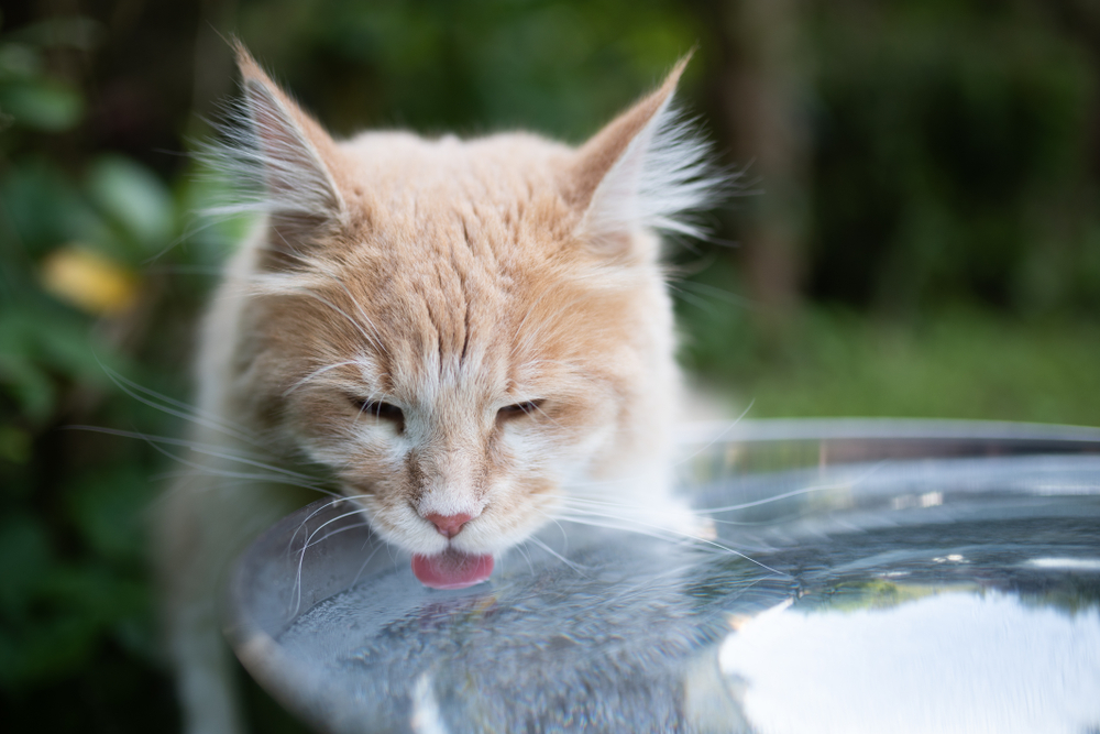 The Importance of Water for Pets and Avoiding Pet Dehydration