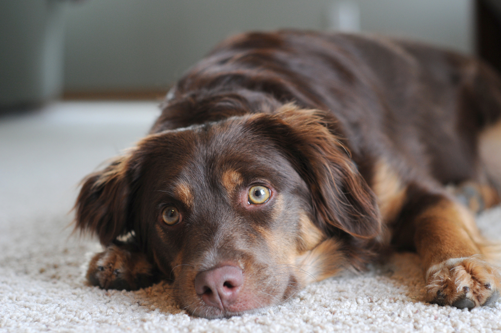 what does thyroid medicine do for dogs