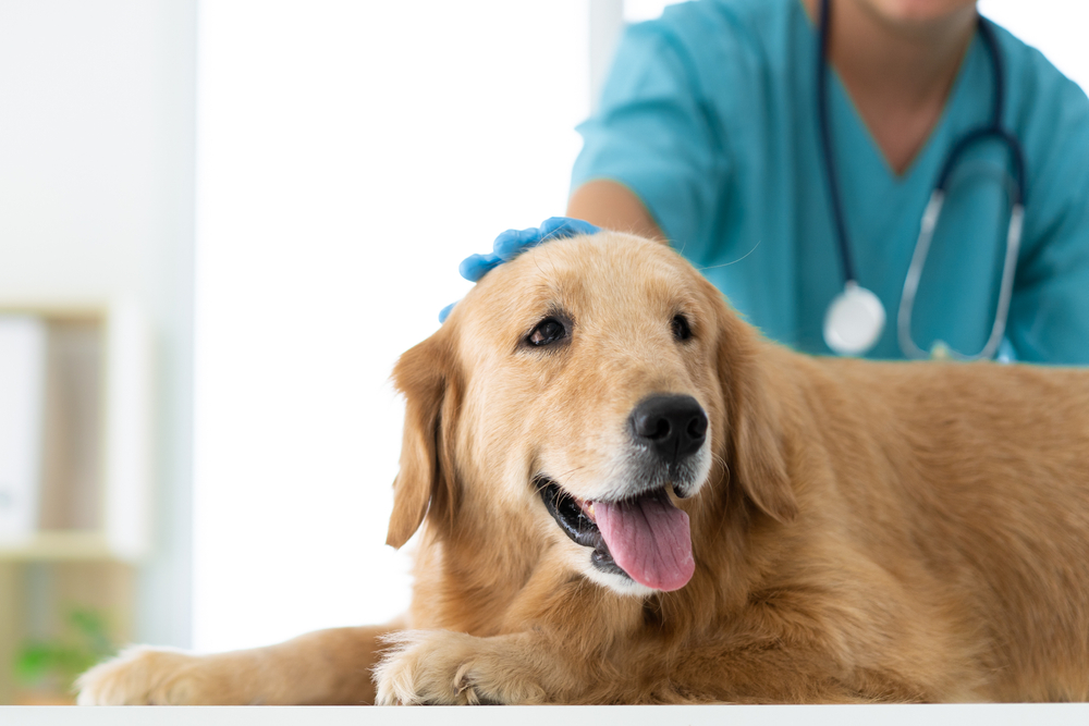 how is dog hypothyroidism diagnosed