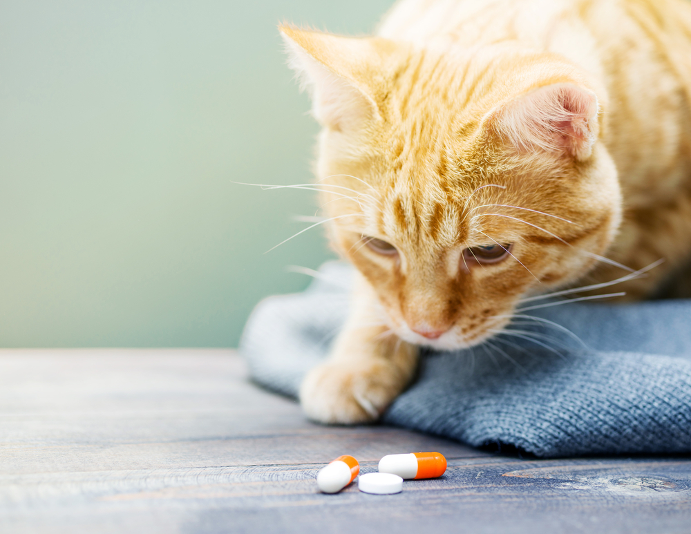 Addressing Pet Medication Challenges: A Guide for Pet Parents and ...