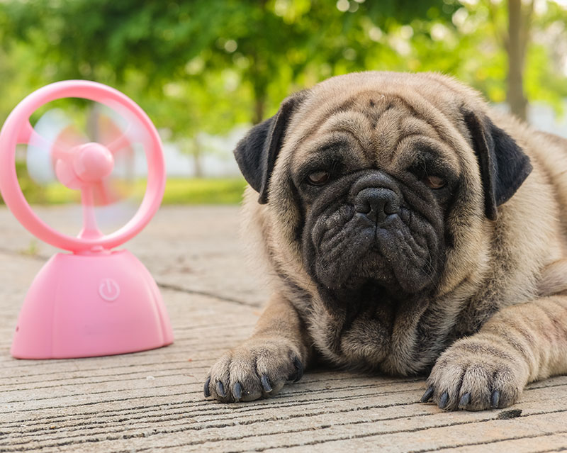 5-summertime-health-hazards-for-dogs_strip2