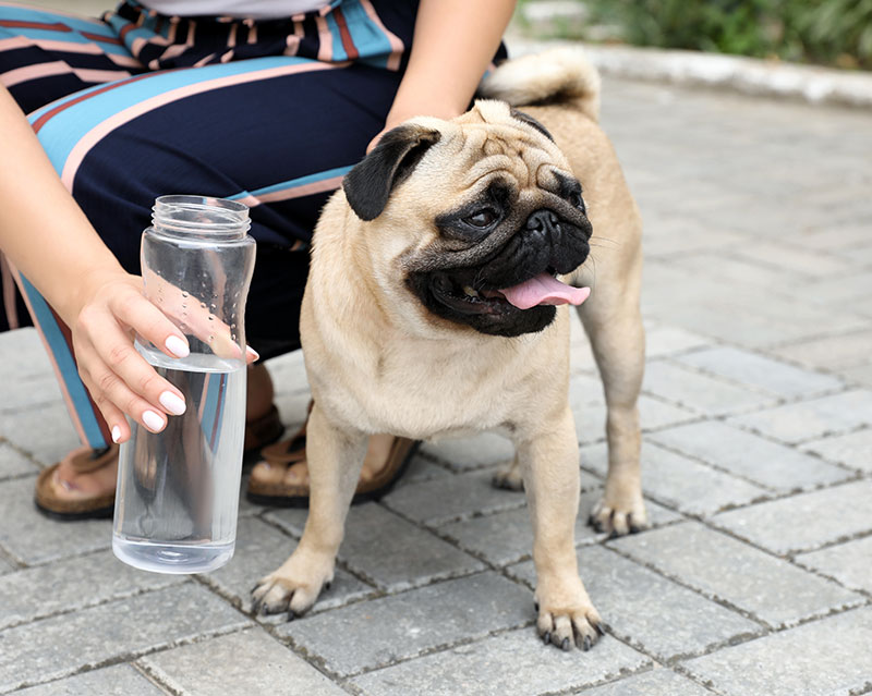 5-summertime-health-hazards-for-dogs_strip4
