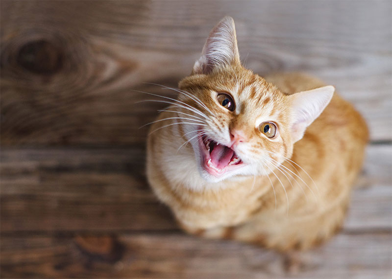 common-behavioral-problems-in-cats-and-how-to-address-them-strip4