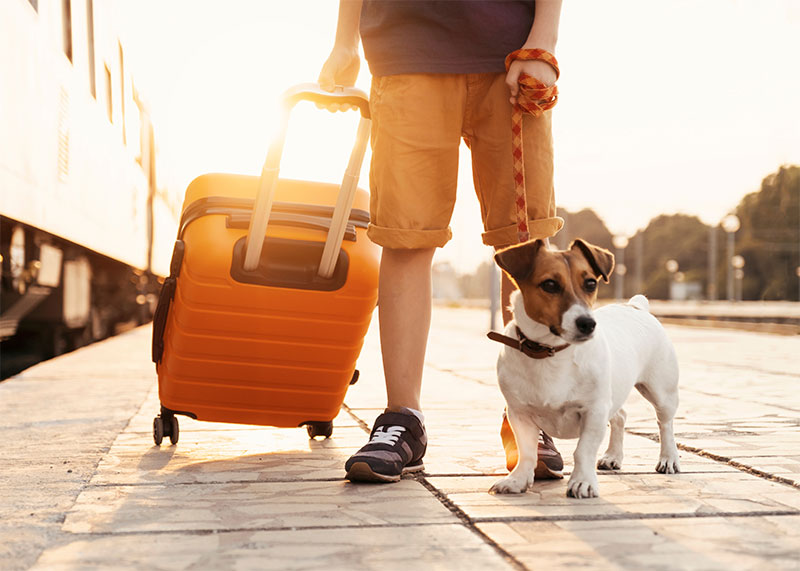 traveling-with-your-pets-pet-friendly-hotels-and-packing-list-strip1