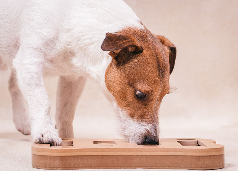 Giving a Puppy as a Gift: the Right Way to Do Christmas Puppies