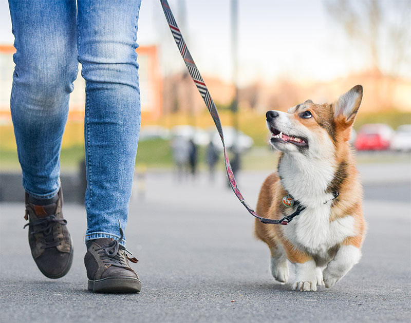 celebrate-walk-your-dog-month-uncovering-the-top-5-dog-friendly-places-in-long-island-ny-strip1