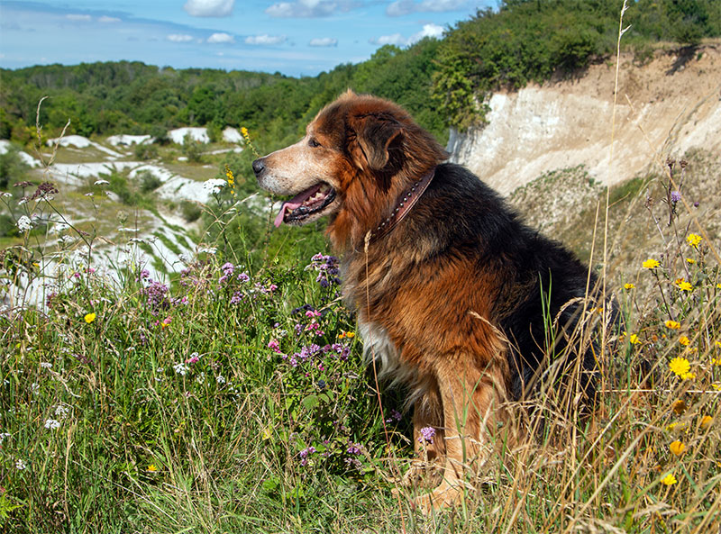 celebrate-walk-your-dog-month-uncovering-the-top-5-dog-friendly-places-in-long-island-ny-strip2