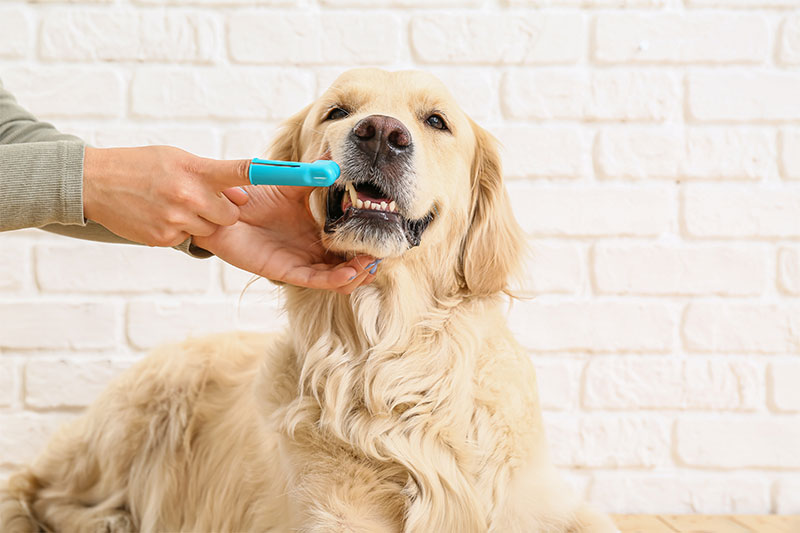 common-dental-issues-in-pets-medication-used-to-treat-them-strip1