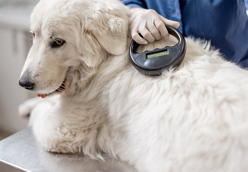 pet-microchipping-faqs-ensuring-safety-and-security-for-your-pets-strip1