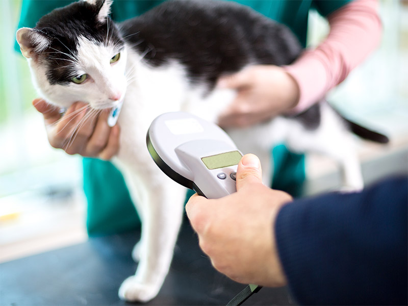 pet-microchipping-faqs-ensuring-safety-and-security-for-your-pets-strip2